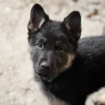 Akademia wychowania psa